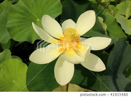 淺米色蓮花在夏日的陽光下（2） 41915480