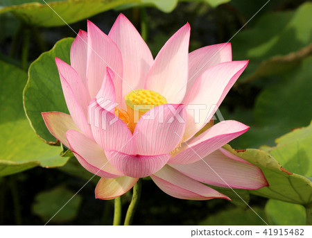 優雅的蓮花與淺粉紅色的花瓣開 41915482