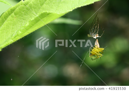 融化的竹草 融化的竹草 41915530