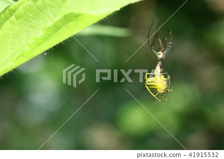 Melting of the bamboo grass 41915532