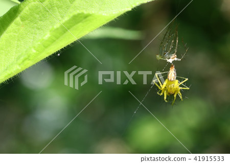 融化的竹草 41915533