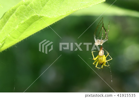 融化的竹草 41915535