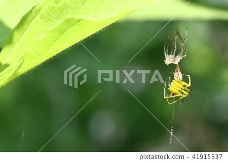 融化的竹草 41915537