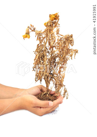 Dried plant in hand isolated on white background 41915991