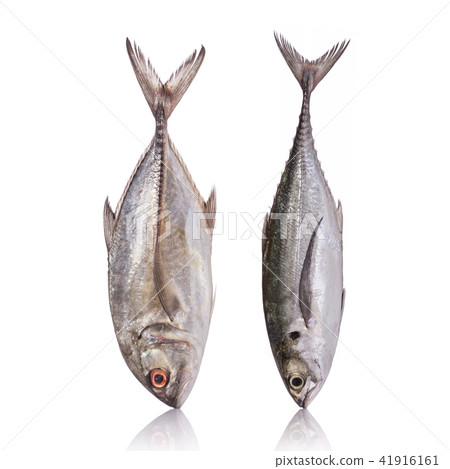Giant trevally, Giant kingfish or Caranx. Studio shot isolated on white Giant trevally, Giant kingfish or Caranx. Studio shot isolated on white 41916161