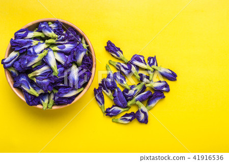 Fresh purple Butterfly pea flower on yellow background. Food or herb concept Fresh purple Butterfly pea flower on yellow background. Food or herb concept 41916536