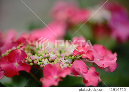 繡球 41916733
