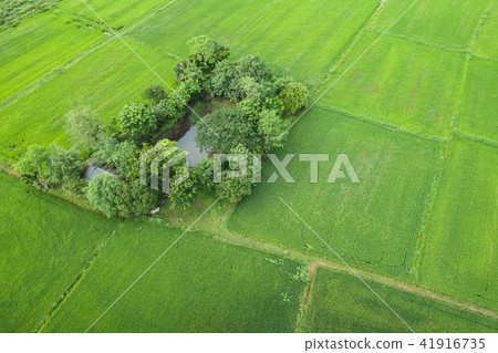 Aerial view from flying drone. Beautiful green area of young rice field or meadow in rainy season Aerial view from flying drone. Beautiful green area of young rice field or meadow in rainy season 41916735