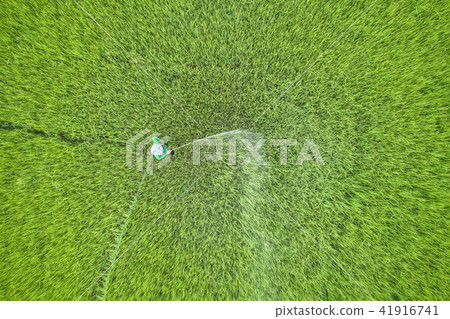 Aerial view from flying drone. Thai farmer spraying chemical to young green rice field 41916741