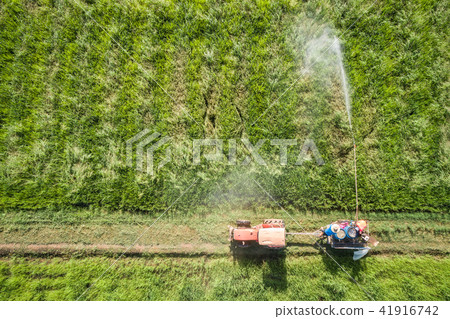 Aerial view from flying drone. Thai farmer spraying chemical to young green rice field 41916742