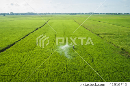 Aerial view from flying drone. Thai farmer spraying chemical to young green rice field 41916743