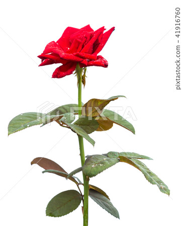 Macro fresh red rose flower on branch with green leaf. Isolated on white Macro fresh red rose flower on branch with green leaf. Isolated on white 41916760