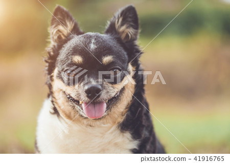 Headshot of cute Chihuahua dog on blur background Headshot of cute Chihuahua dog on blur background 41916765