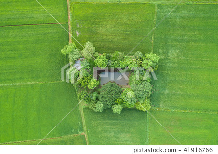Aerial view from flying drone. Beautiful green area of young rice field or meadow in rainy season 41916766