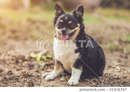 Headshot of cute Chihuahua dog on blur background Headshot of cute Chihuahua dog on blur background 41916767