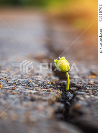 One green young seed of tree growing from cracks of asphalt road. Environment concept One green young seed of tree growing from cracks of asphalt road. Environment concept 41916768