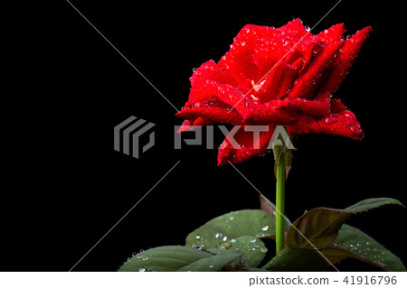Macro fresh red rose flower on branch with green leaf. Isolated on black 41916796