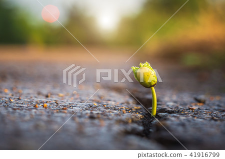 One green young seed of tree growing from cracks of asphalt road. Environment concept One green young seed of tree growing from cracks of asphalt road. Environment concept 41916799