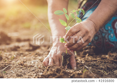 Hand holding and planting young butterfly pea tree into soil. Save world and ecology concept 41916800