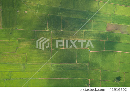Aerial view from flying drone. Beautiful green area of young rice field or meadow in rainy season 41916802