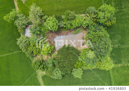 Aerial view from flying drone. Beautiful green area of young rice field or meadow in rainy season Aerial view from flying drone. Beautiful green area of young rice field or meadow in rainy season 41916803