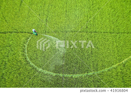 Aerial view from flying drone. Thai farmer spraying chemical to young green rice field Aerial view from flying drone. Thai farmer spraying chemical to young green rice field 41916804