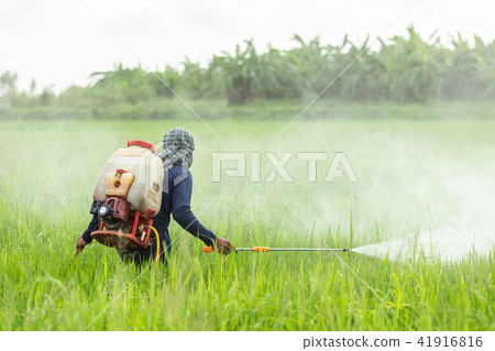 Farmer with machine and spraying chemical to young green rice field Farmer with machine and spraying chemical to young green rice field 41916816