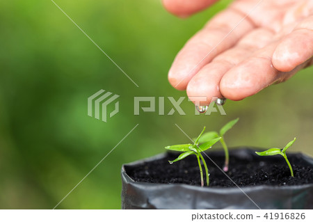Macro hand with water drop to watering to young plant in plastic bag 41916826