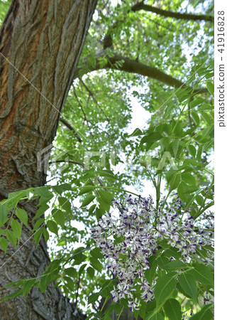 苦楝樹 紫色花 苦楝樹 紫色花 41916828