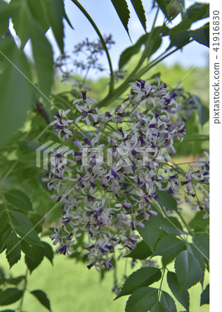 苦楝樹 紫色花 苦楝樹 紫色花 41916830