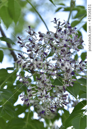苦楝樹 紫色花 苦楝樹 紫色花 41916831