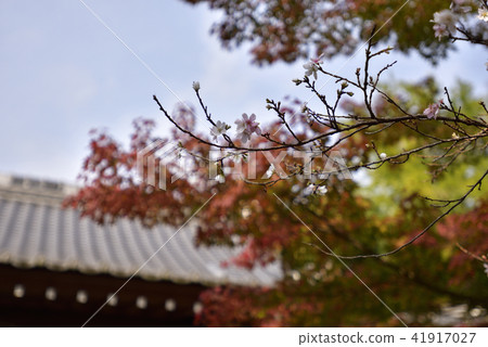 Akayama Zen-在寒冷的櫻花盛開 Akayama Zen-在寒冷的櫻花盛開 41917027