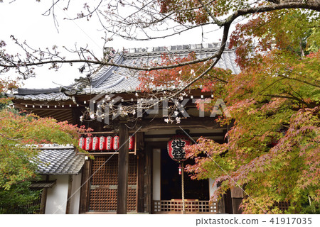 Akayama Zen-in cold cherry blossoms 41917035