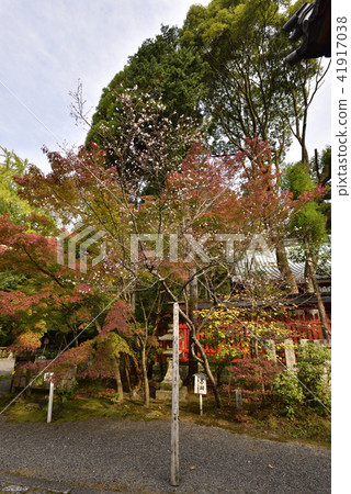 Akayama Zen-在寒冷的櫻花盛開 Akayama Zen-在寒冷的櫻花盛開 41917038