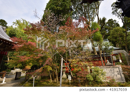 Akayama Zen-in cold cherry blossoms 41917039