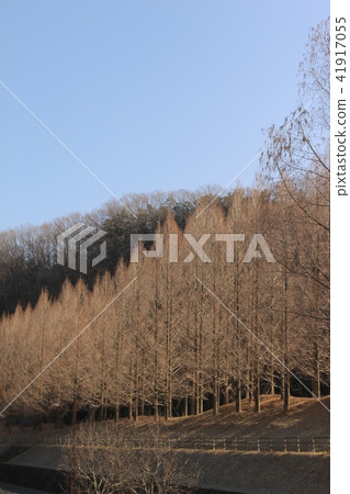 Plantanus trees 41917055