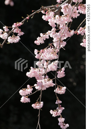 死棕色櫻桃樹 41917065