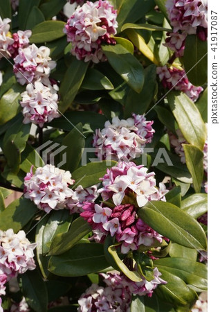 下沉的花 下沉的花 41917087