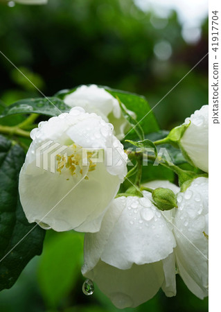 Baikutsugi after the rain Baikutsugi after the rain 41917704