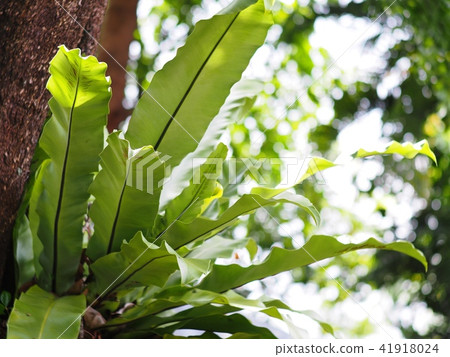 background crop closeup on green bird's nest fern 41918024