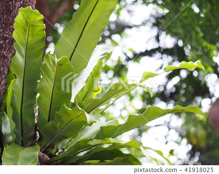 background crop closeup on green bird's nest fern 41918025
