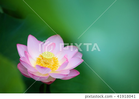 蓮花大賀蓮花 照片素材 圖片 圖庫