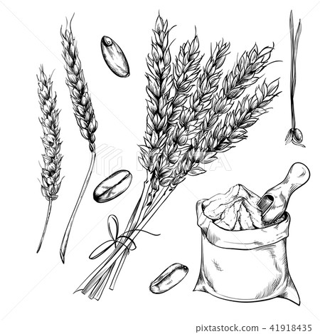 Wheat, rye and barley isolated on white background 41918435
