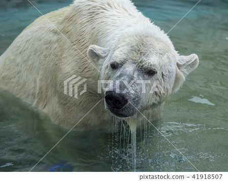 White Bear Bathing 41918507
