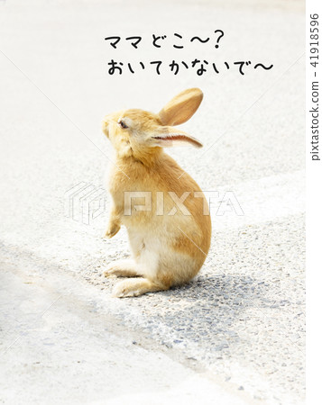 Cute little bunny mama Where ~? Please do not bother me ~ Cute little bunny mama Where ~? Please do not bother me ~ 41918596
