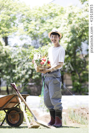 Agricultural vegetable harvest 41918955