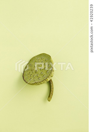 Pods of lotus with seeds on green 41920239