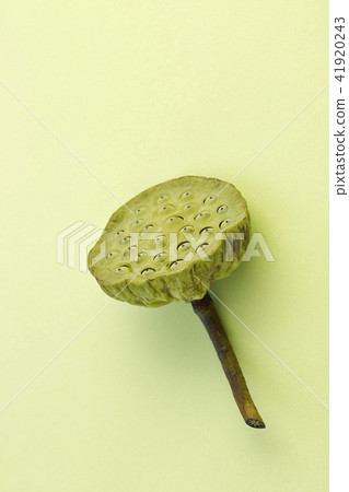 Pods of lotus with seeds on green 41920243