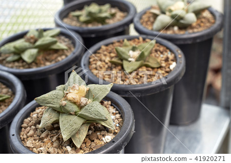 Thermal plants cactus plant group 41920271