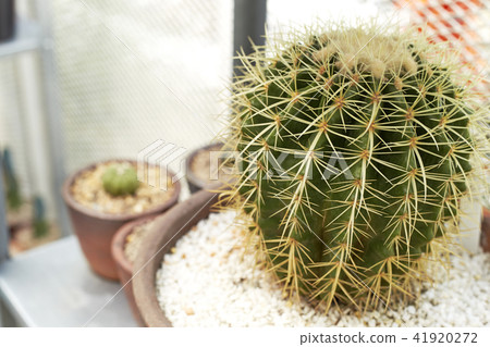 Thermal plants cactus plant group 41920272